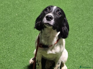 English Springer Spaniel dogs Arwen the kc springer - Advert 2