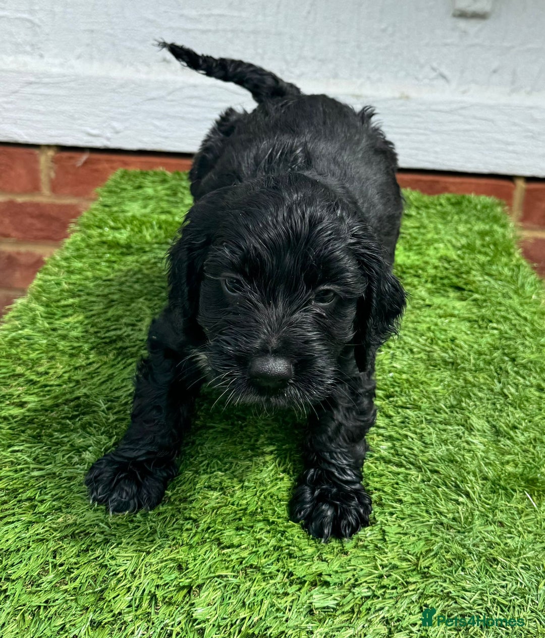 Cocker Spaniel dogs for sale: Cocker spaniel puppy’s ready to leave  - Image 4