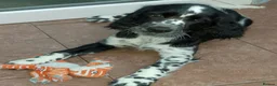 English Springer Spaniel dogs for sale: Show Bred English Springers  - Advert 2
