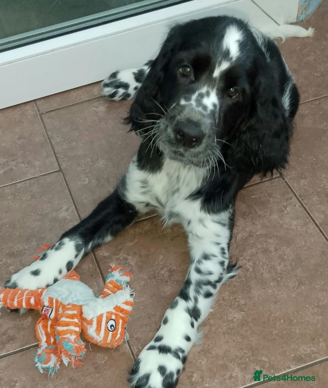 English Springer Spaniel dogs for sale: Show Bred English Springers  - Advert 2