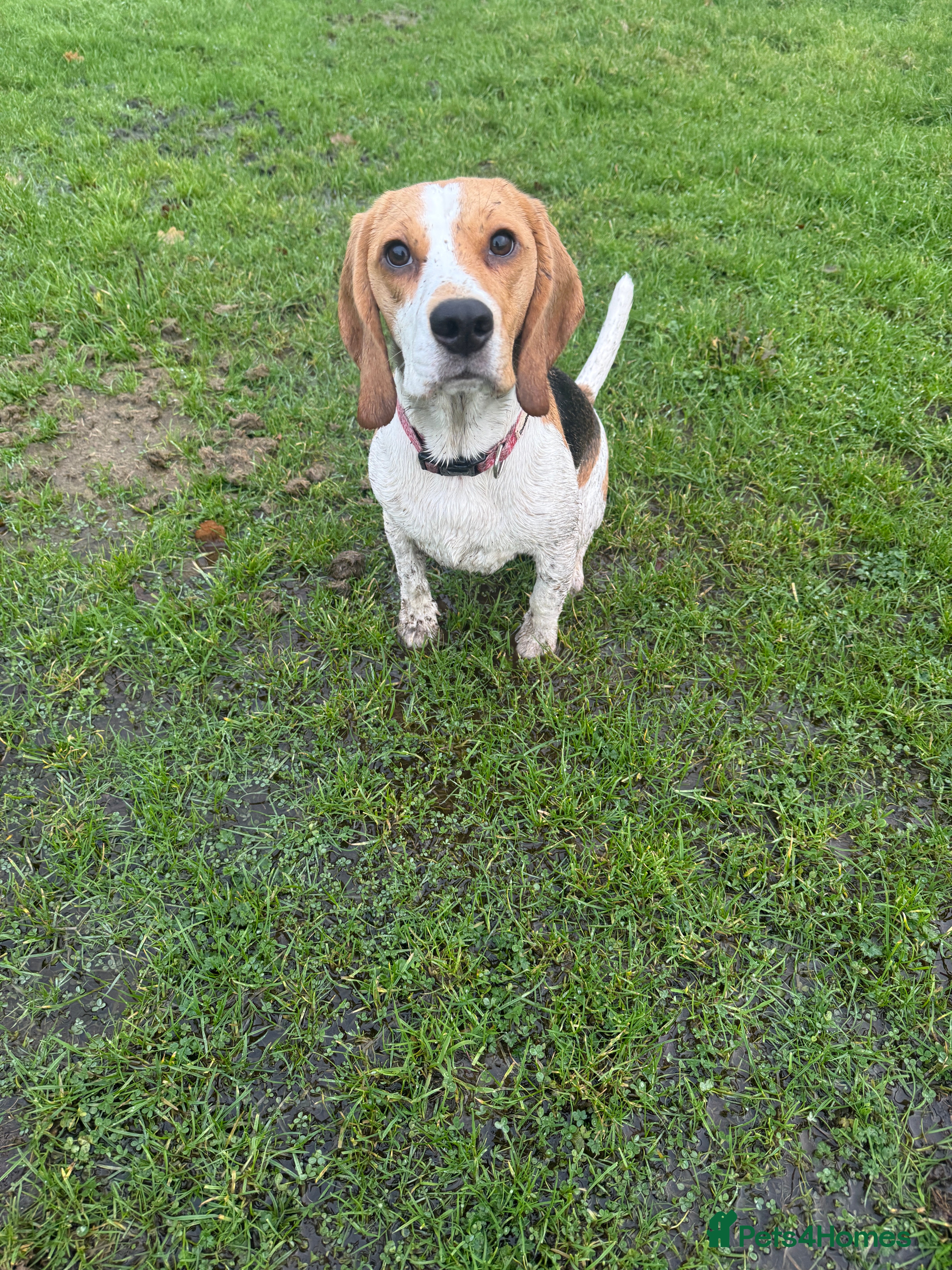 Beagle dogs Beagle for sale  - Advert 14