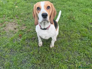 Beagle dogs Beagle for sale - Advert 14