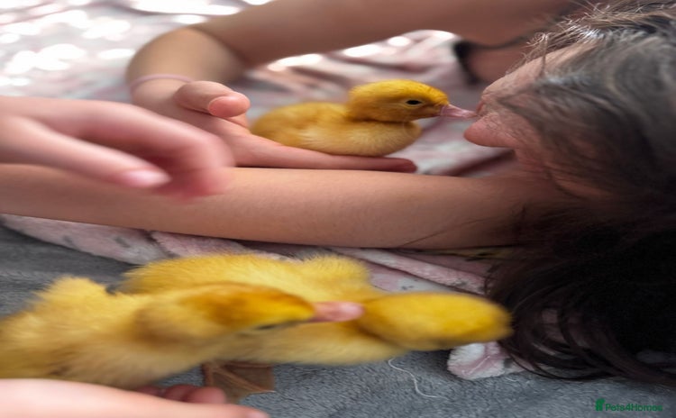 Ducks poultry - Advert 18
