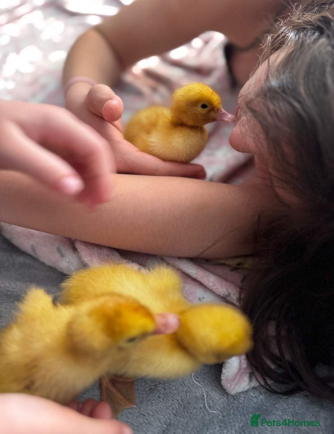 Ducks poultry for sale: Cherry Valley ducklings, ready now !!! - Image 1