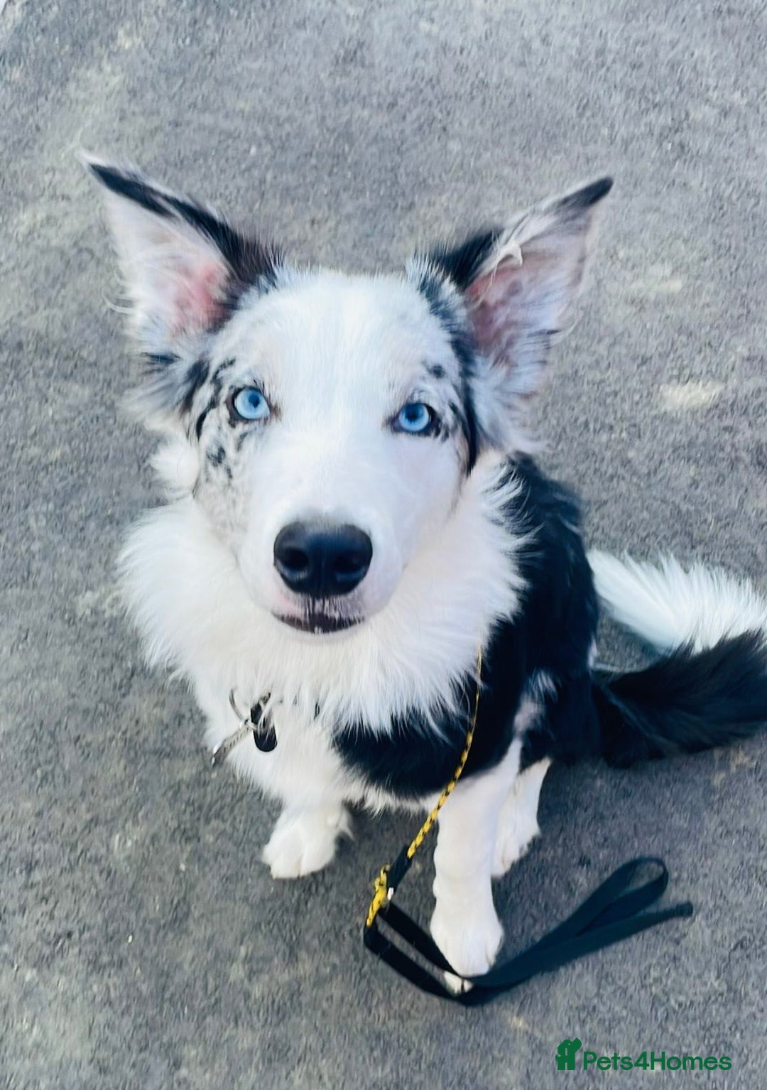 Border Collie dogs for sale: 5⭐️breeder KC DNA tested champions border collie  - Advert 11