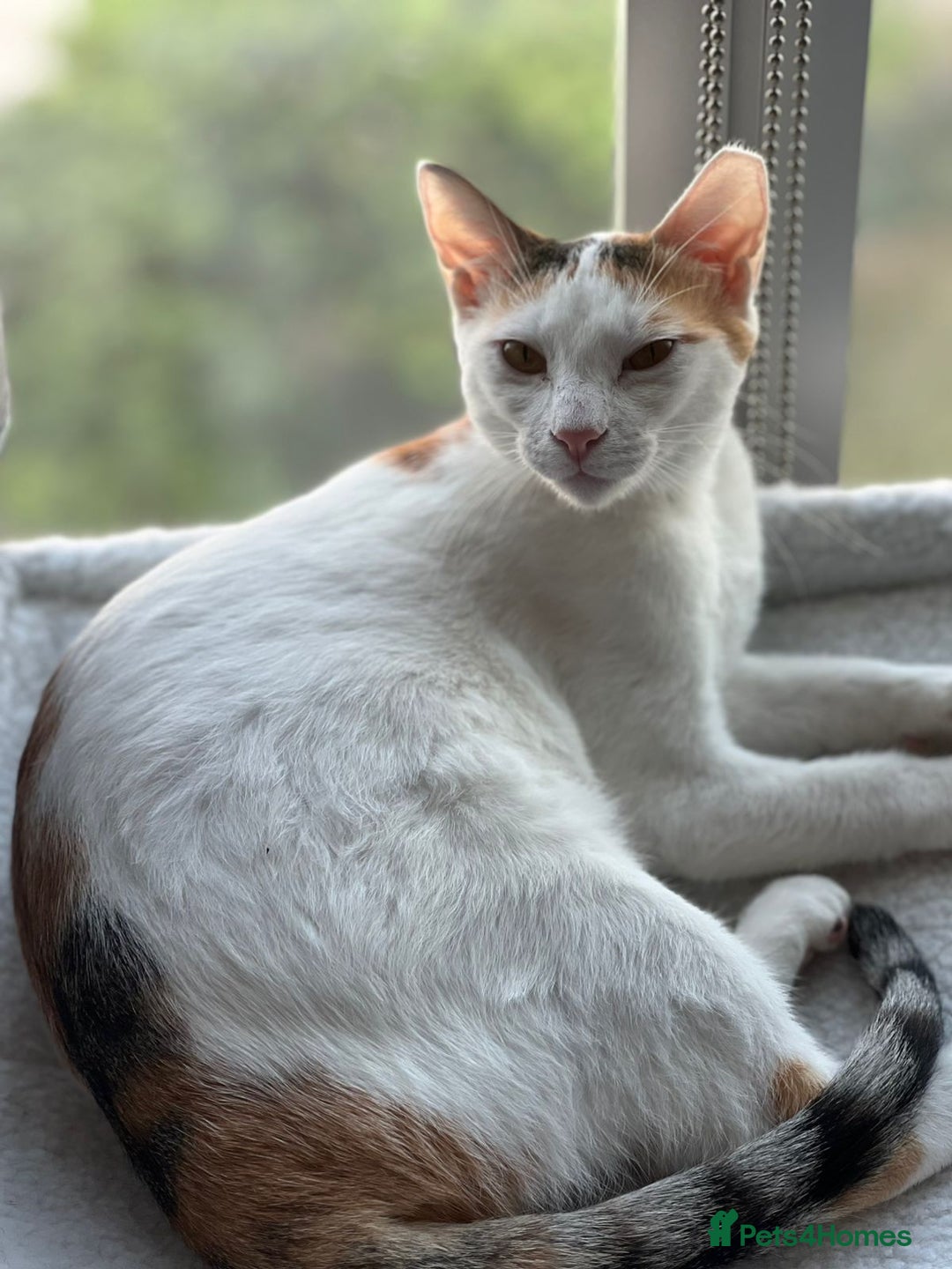 Mixed Breed cats for adoption: [Indoors only] Katzie - Cuddly and Playful girl! - Image 13