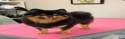 Pomeranian dogs for sale: Stunning Black and Tan Pomeranian  - Advert 2