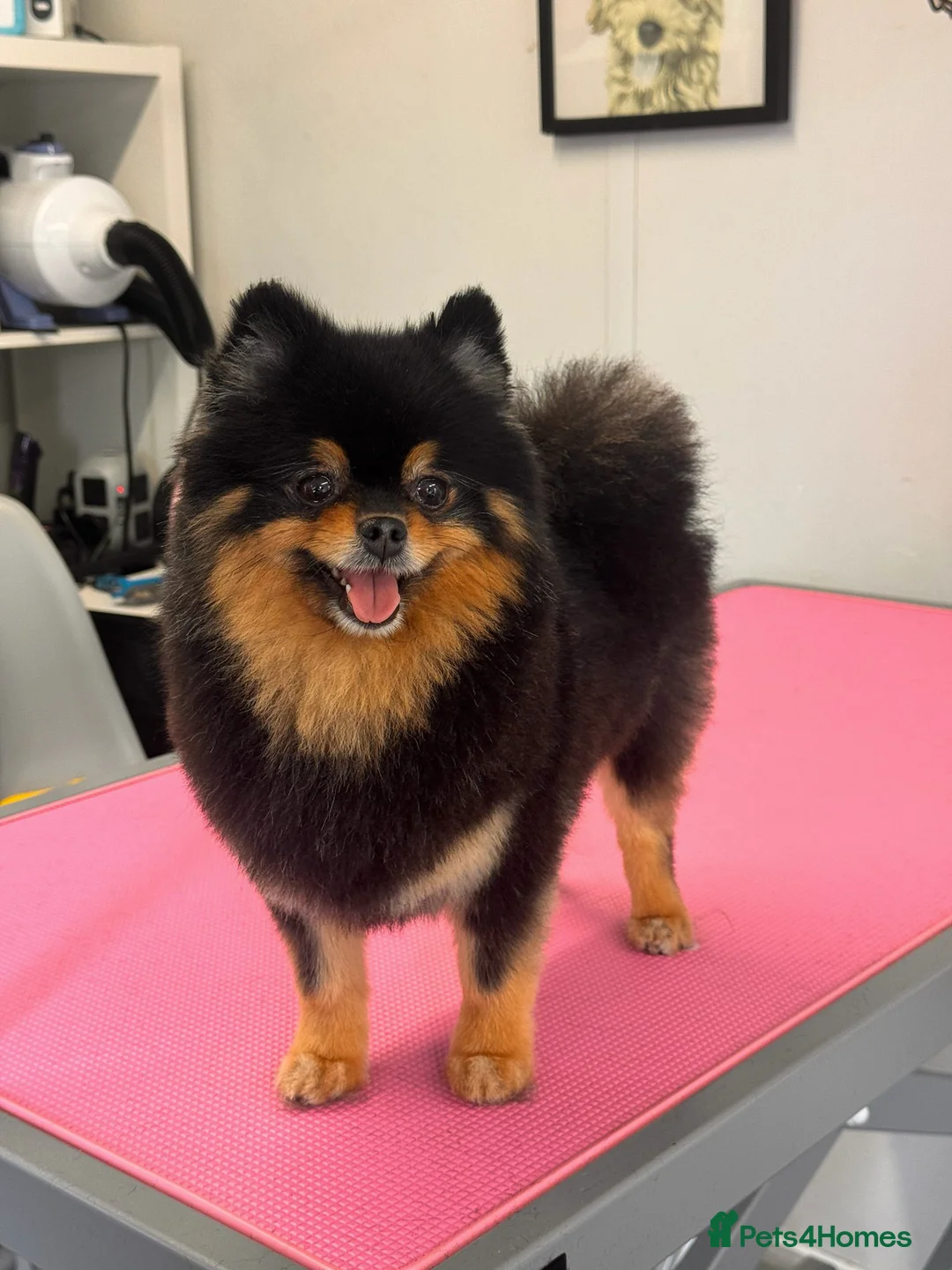 Pomeranian dogs for sale: Stunning Black and Tan Pomeranian  - Advert 2