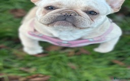French Bulldog dogs for sale: French bulldog - Image 14