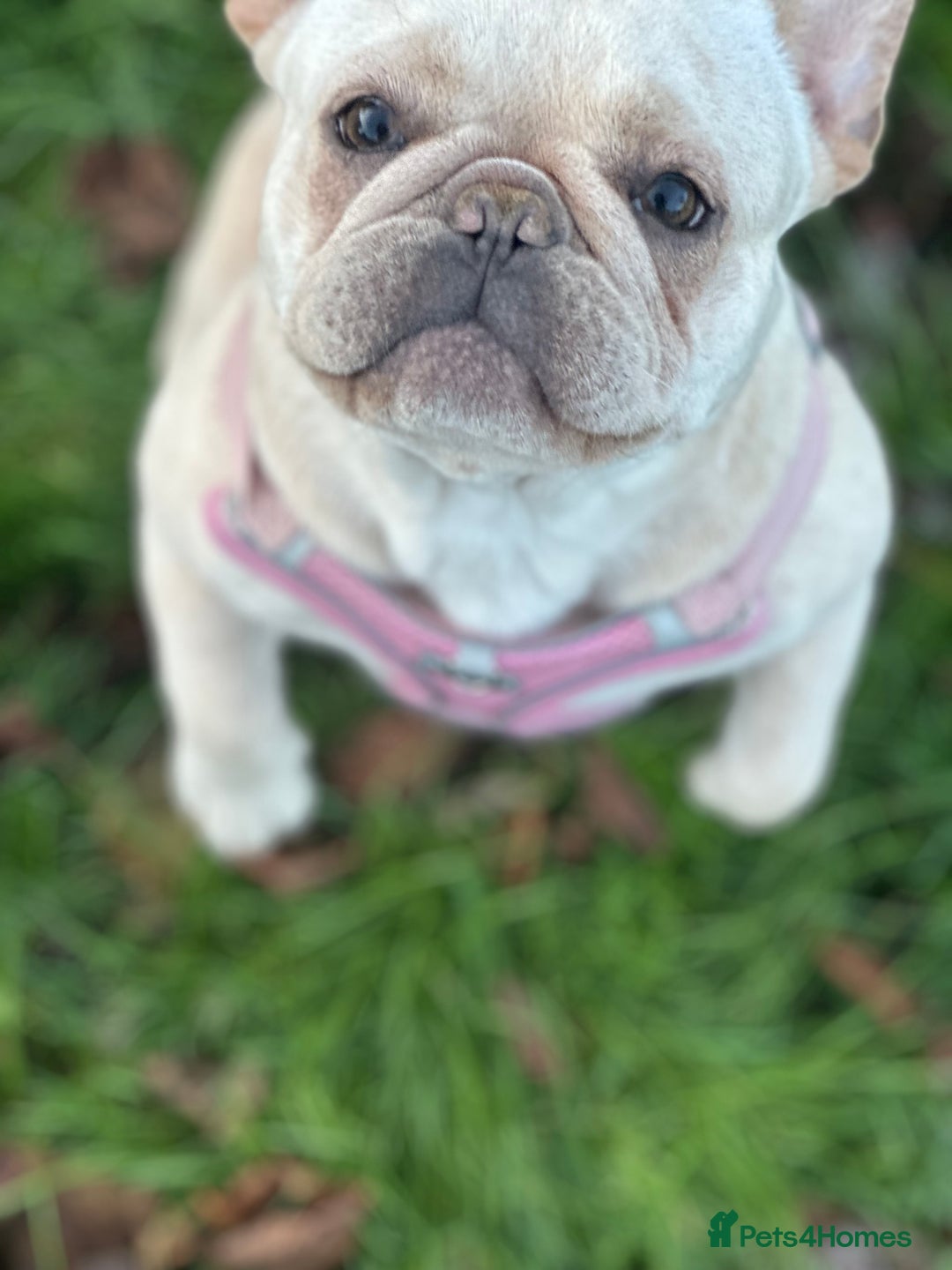 French Bulldog dogs for sale: French bulldog - Image 14