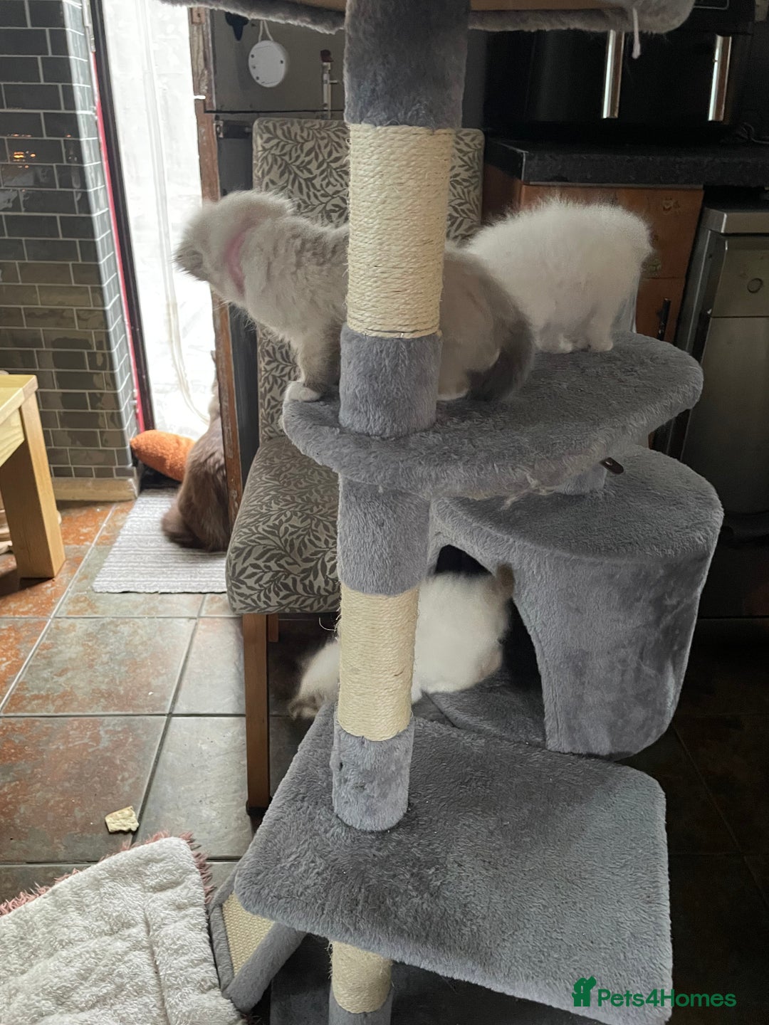 Ragdoll cats for sale: Ragdoll kittens - Image 4