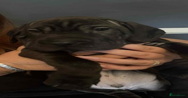 Mixed Breed dogs - Advert 11