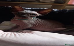 Sphynx cats for sale: 5 Adorable Sphynx Kittens for sale! - Image 6