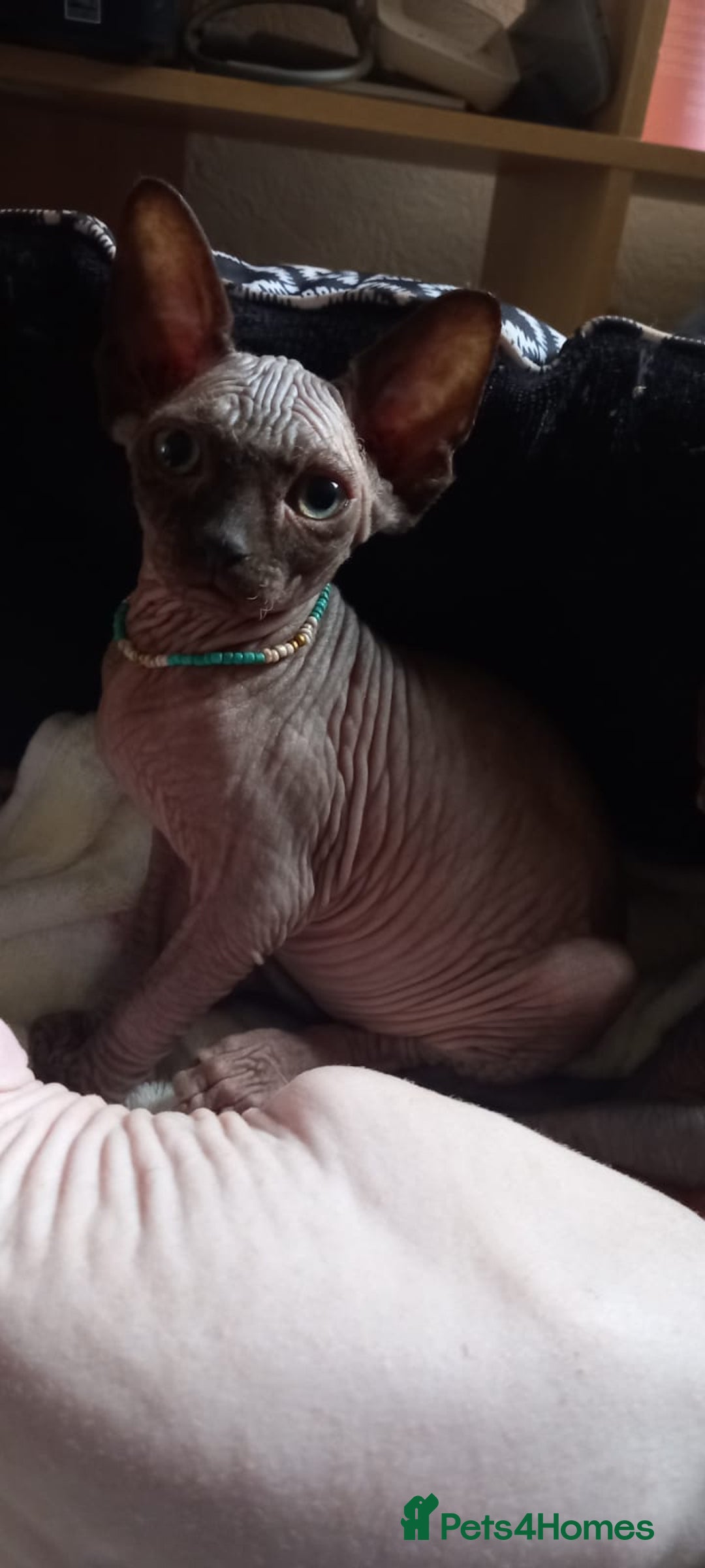 Sphynx cats for sale: 5 Adorable Sphynx Kittens for sale! - Image 6