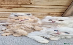 Persian cats for sale: BEAUTIFUL DOLL FACE FULL PERSIAN LONG HAIR KITTEN - Advert 16