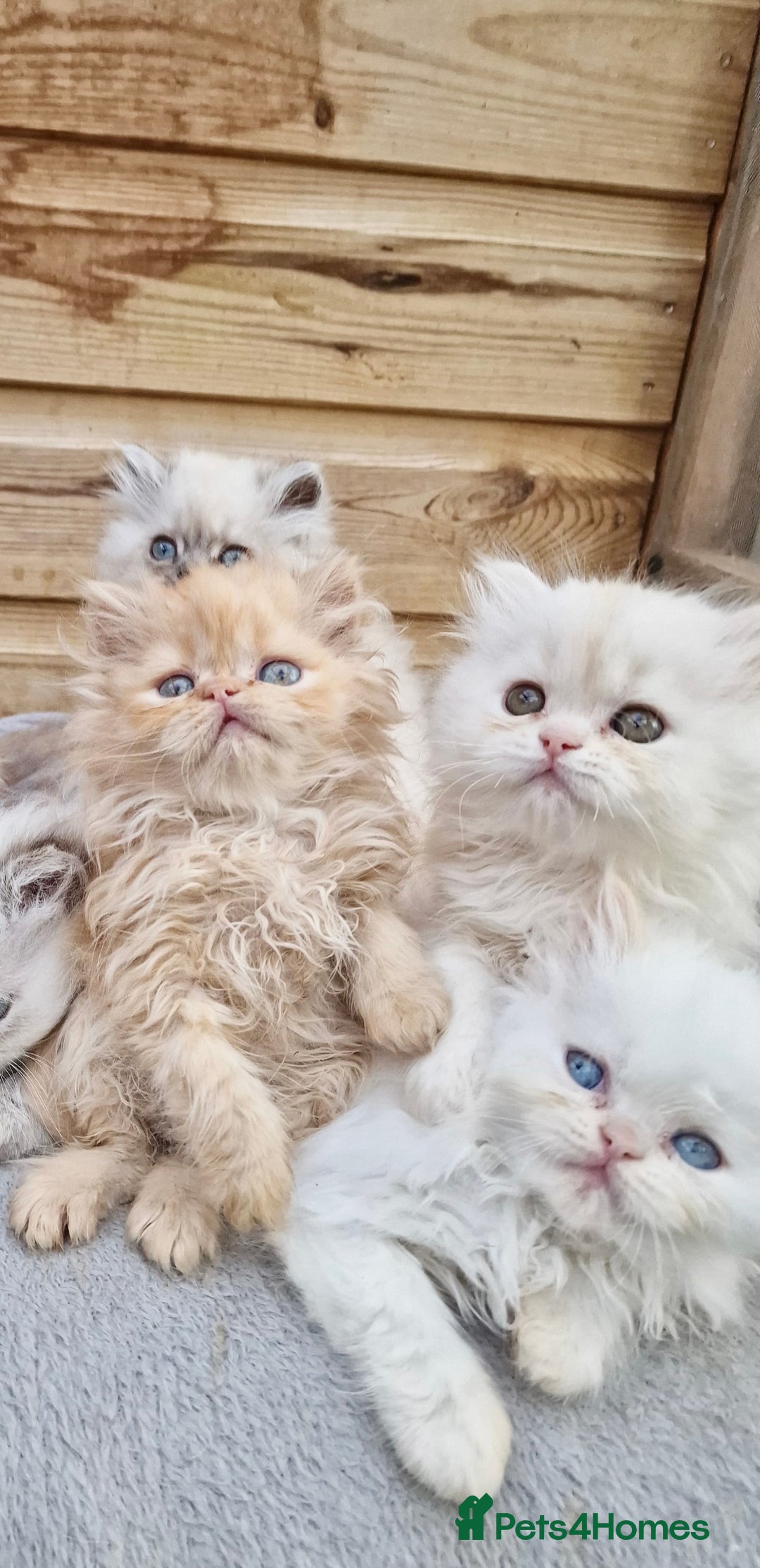 Persian cats for sale: BEAUTIFUL DOLL FACE FULL PERSIAN LONG HAIR KITTEN - Advert 16