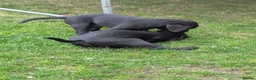 Labrador Retriever dogs for sale: Black Labradors  in Aberdeen - Advert 5