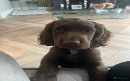 Sprocker dogs for sale: Sprocker spaniel  - Image 1