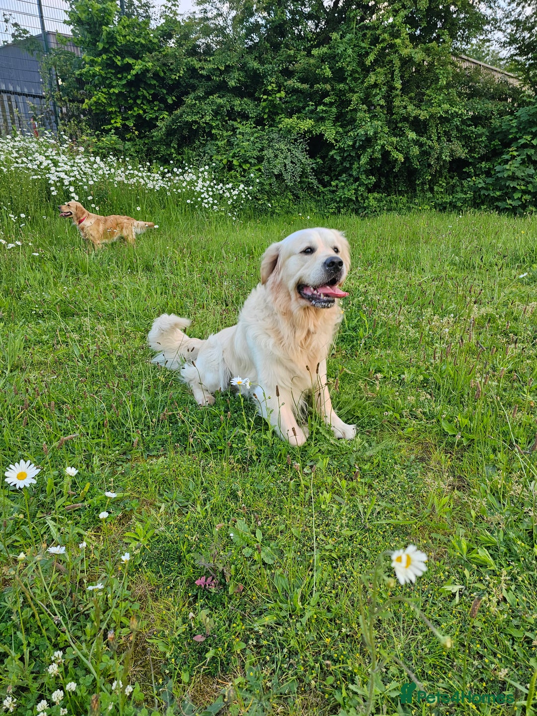 Golden Retriever dogs for sale: Lovely Golden Retriever puppies ❤️  - Image 4