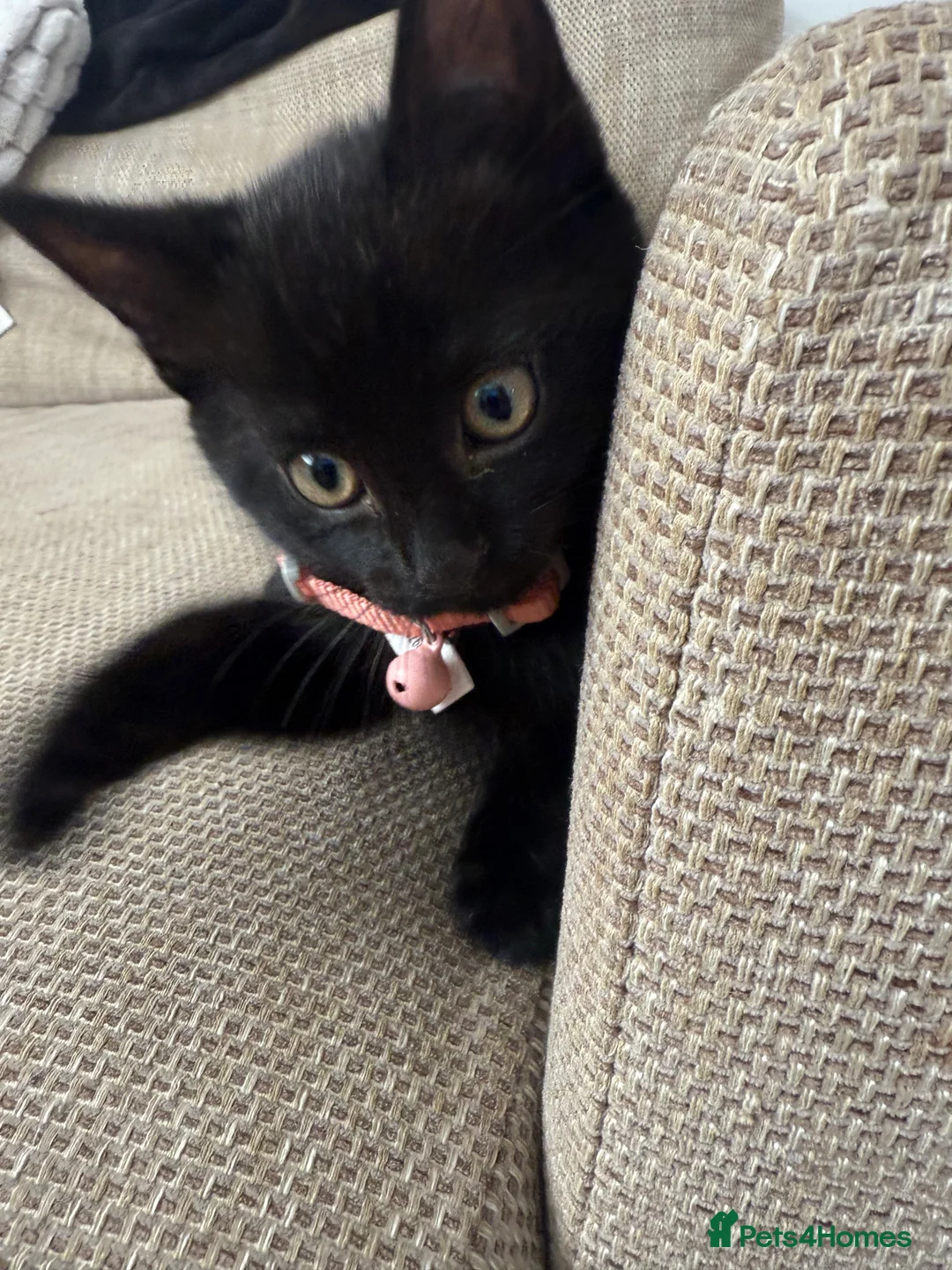 Bombay cats for sale: 1 FEMALE  - Advert 5