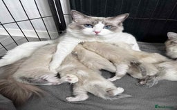 Ragdoll cats for sale: Registered Ragdoll kitttens for sale - Image 10