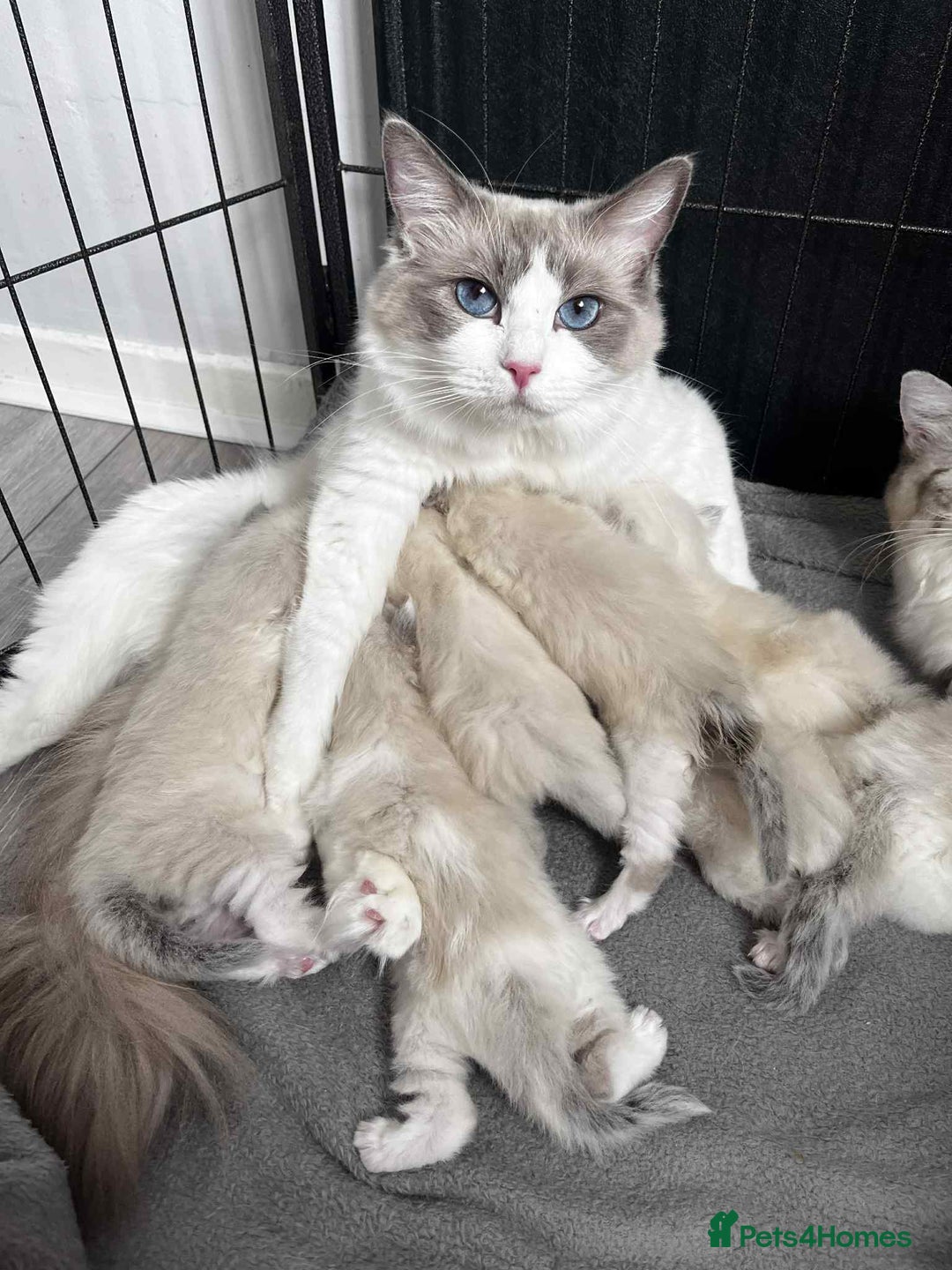 Ragdoll cats for sale: Registered Ragdoll kitttens for sale - Image 10