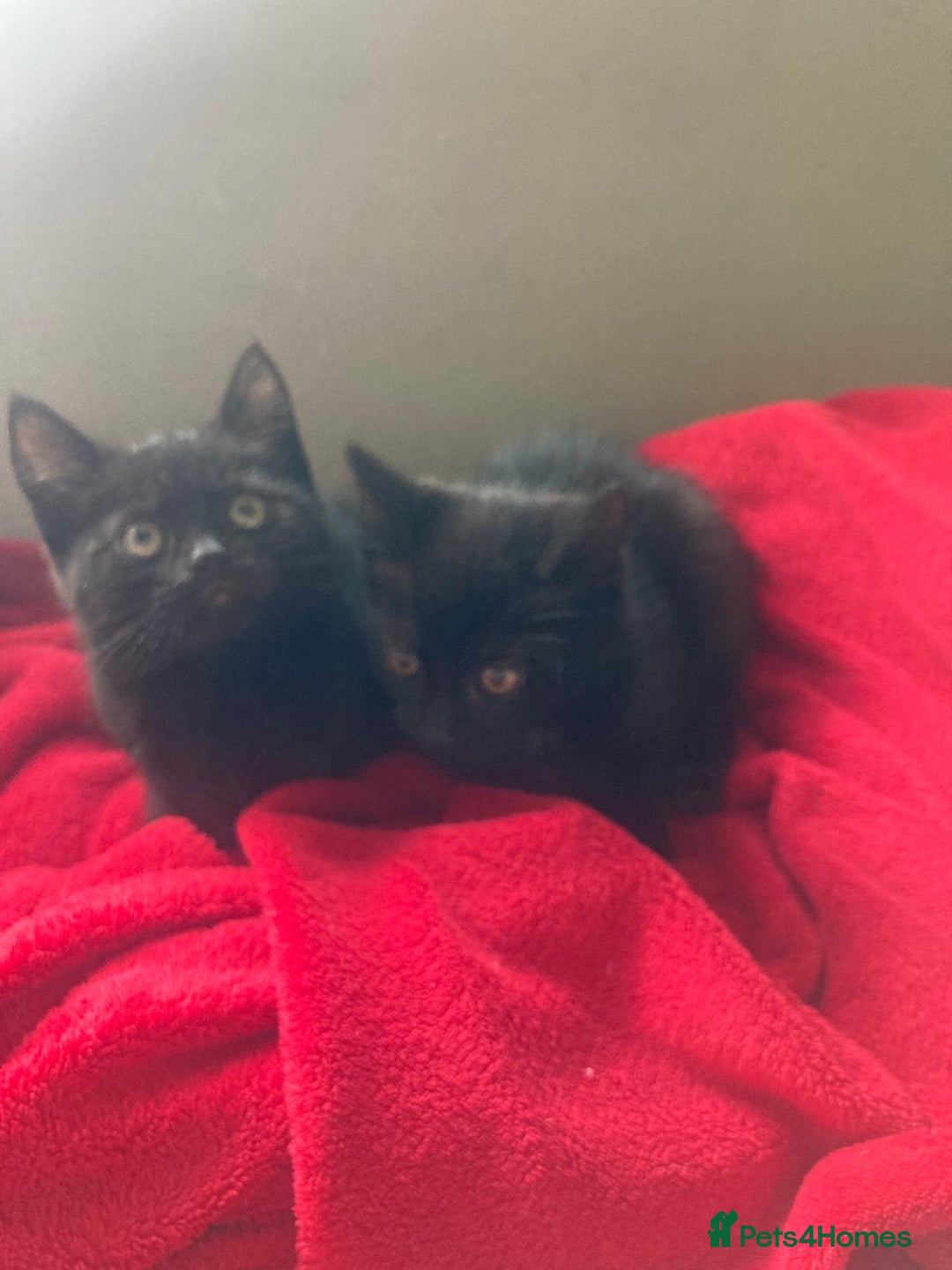 British Shorthair cats for sale: Beautiful kittens looking for new home  - Image 23