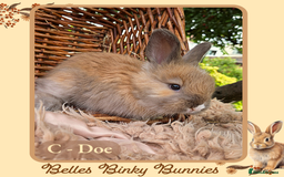 Angora rabbits for sale: 🧡 Pure Bred Angora Babies 🧡 For Reserve - Image 12