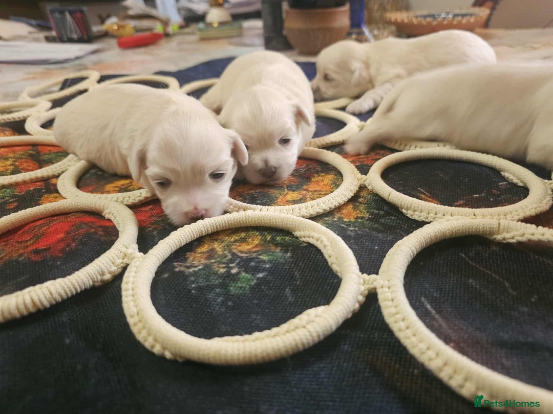 Maltese dogs for sale: 4 puppies bichons maltese - Image 3