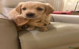 Golden Retriever dogs for sale: Gorgeous golden retriever puppies for sale - Image 12