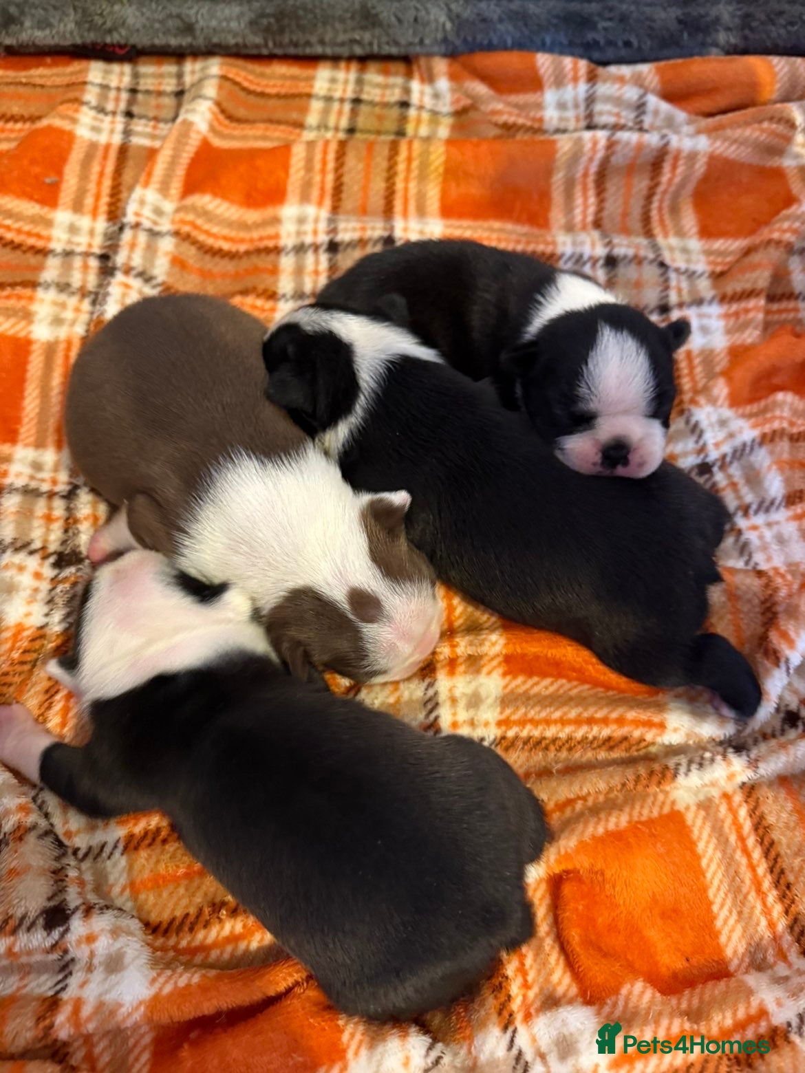 Boston Terrier dogs Quality Lines KC Registered Boston Terrier Puppies - Advert 1