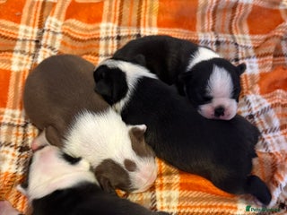 Boston Terrier dogs Quality Lines KC Registered Boston Terrier Puppies - Advert 1