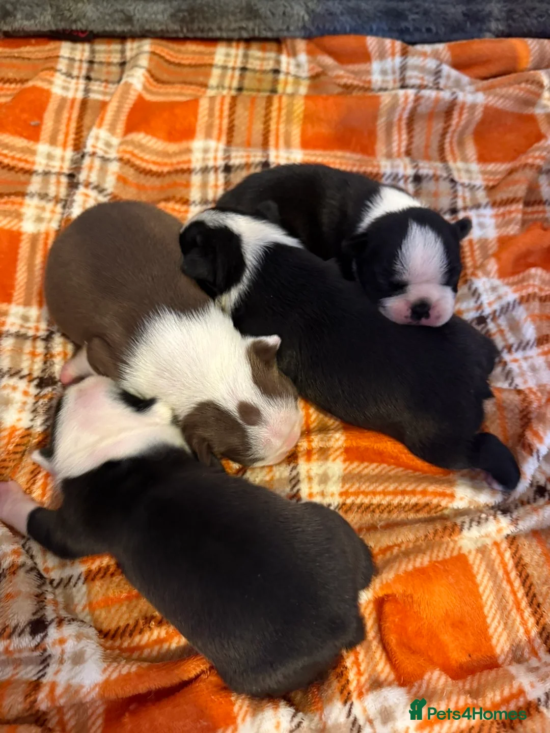 Boston Terrier dogs for sale: Quality Lines KC Registered Boston Terrier Puppies - Advert 23