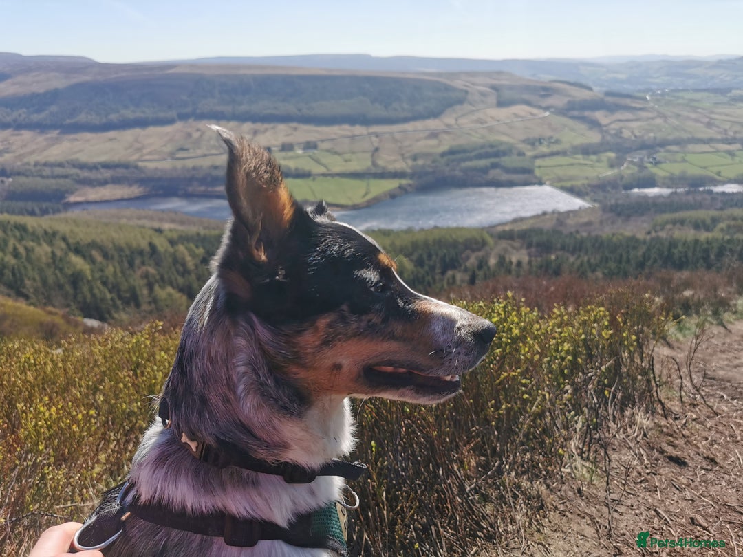 Border Collie dogs for sale: Border Collie looking for a new caring home - Image 5