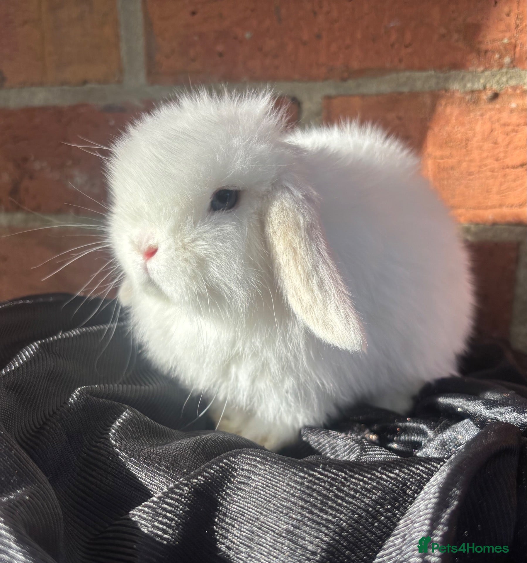 Mini Lop rabbits PURE bred baby mini lops  - Advert 18
