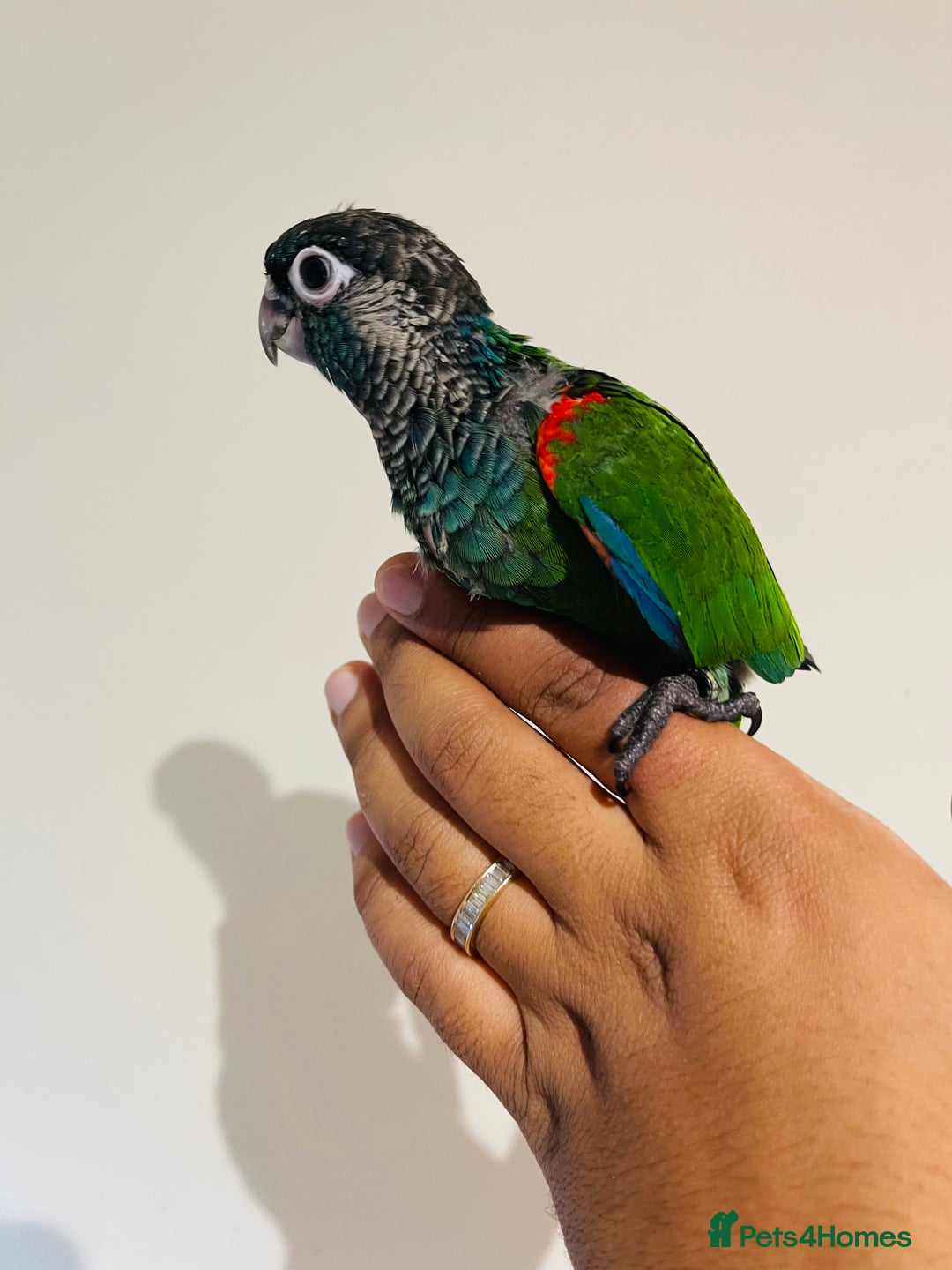 Conures birds for sale: Hand reared Emma’s, roseifrons, pearly conure - Image 14