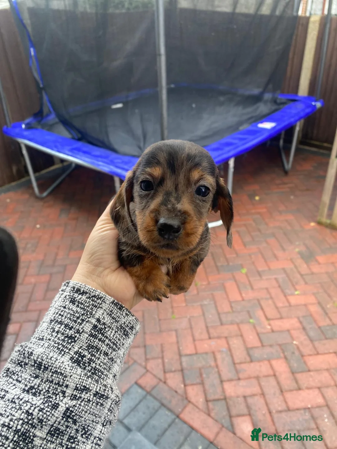 Miniature Dachshund dogs for sale: Beautiful Teckle puppies (Wire Hair Dachshunds) - Advert 14
