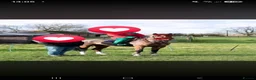 Irish Sports horses for sale: Clover 🍀  - Advert 9