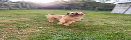 Border Terrier dogs for sale: Border Terrier Female,Monkey,Loving Home Wanted in Halifax - Advert 2