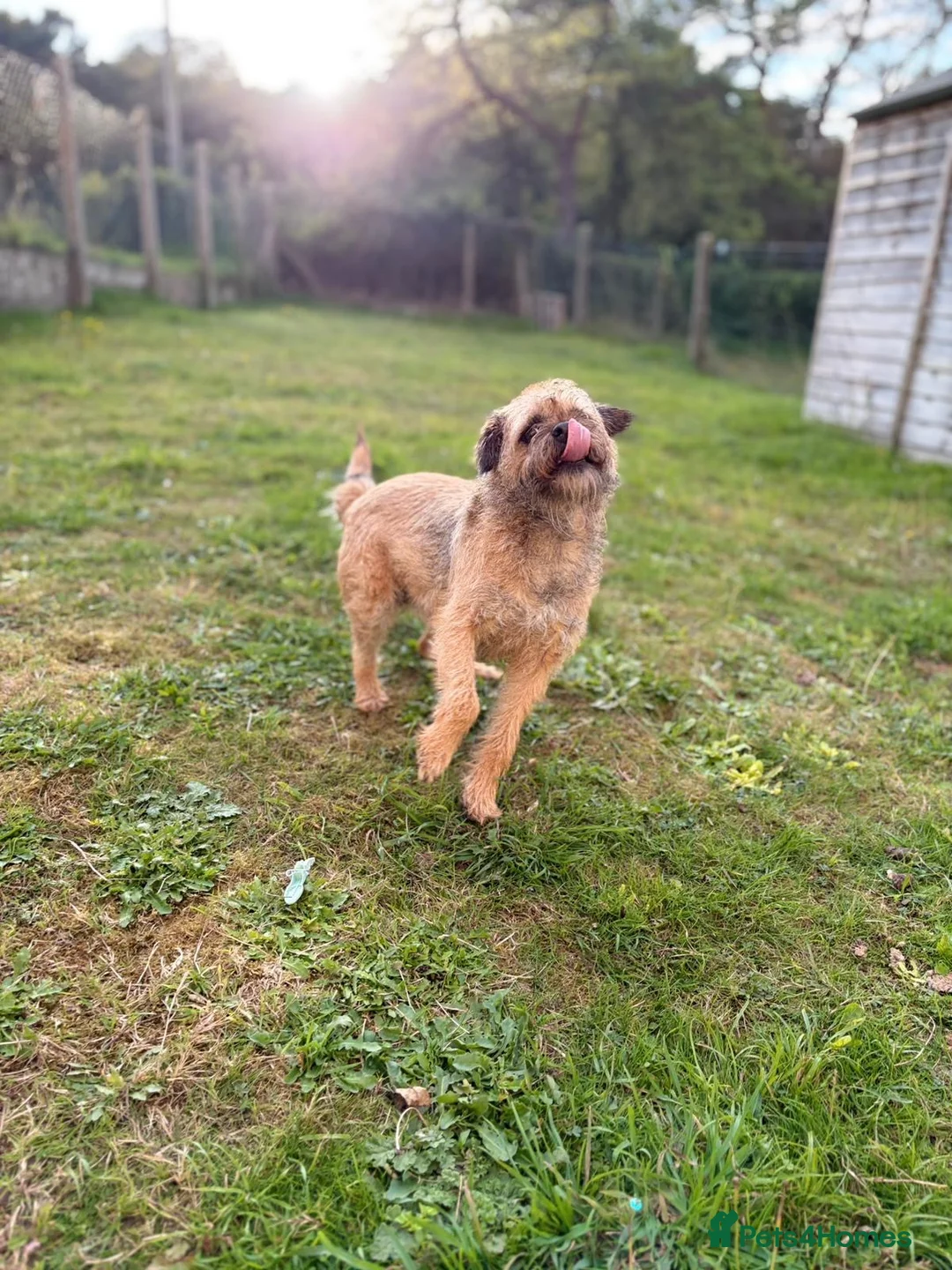 Border Terrier dogs for sale: Border Terrier Female,Monkey,Loving Home Wanted in Halifax - Advert 2