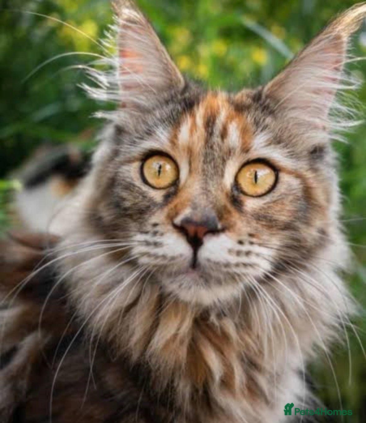 Maine Coon cats Maine coon kitten  - Advert 11