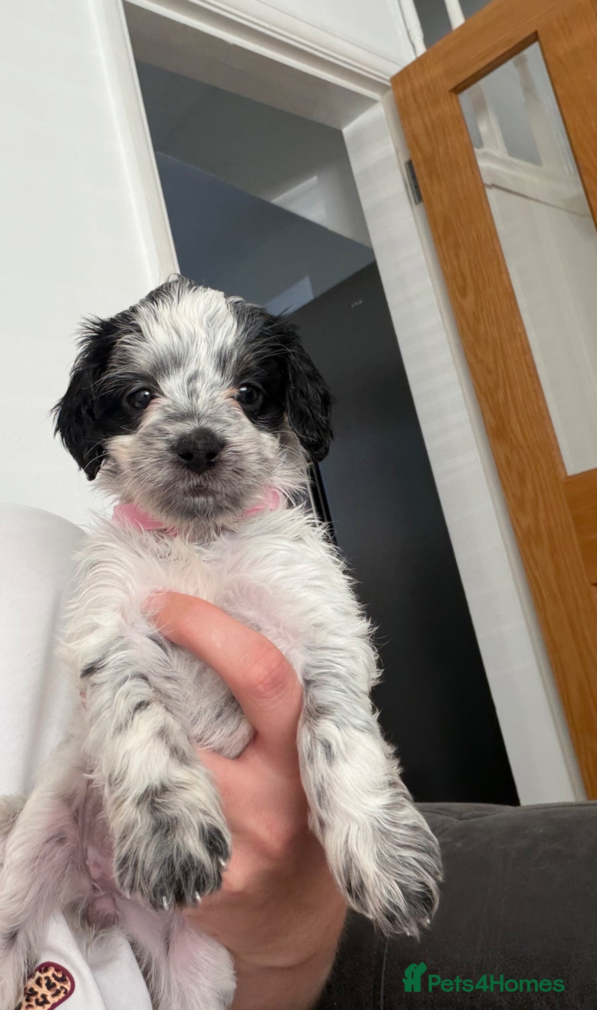 Mixed Breed dogs for sale: Jackapoo Puppies - Advert 16