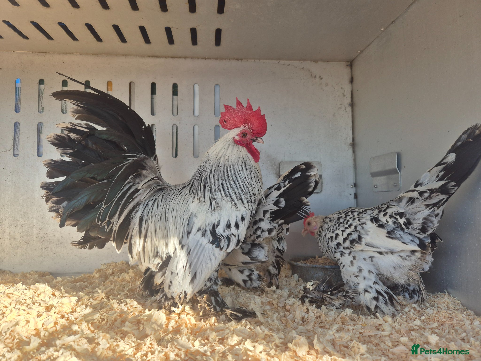 Chickens poultry 💙 EXHIBITION STOCK- SABLEPPOT HATCHING EGGS🥚 - Advert 1