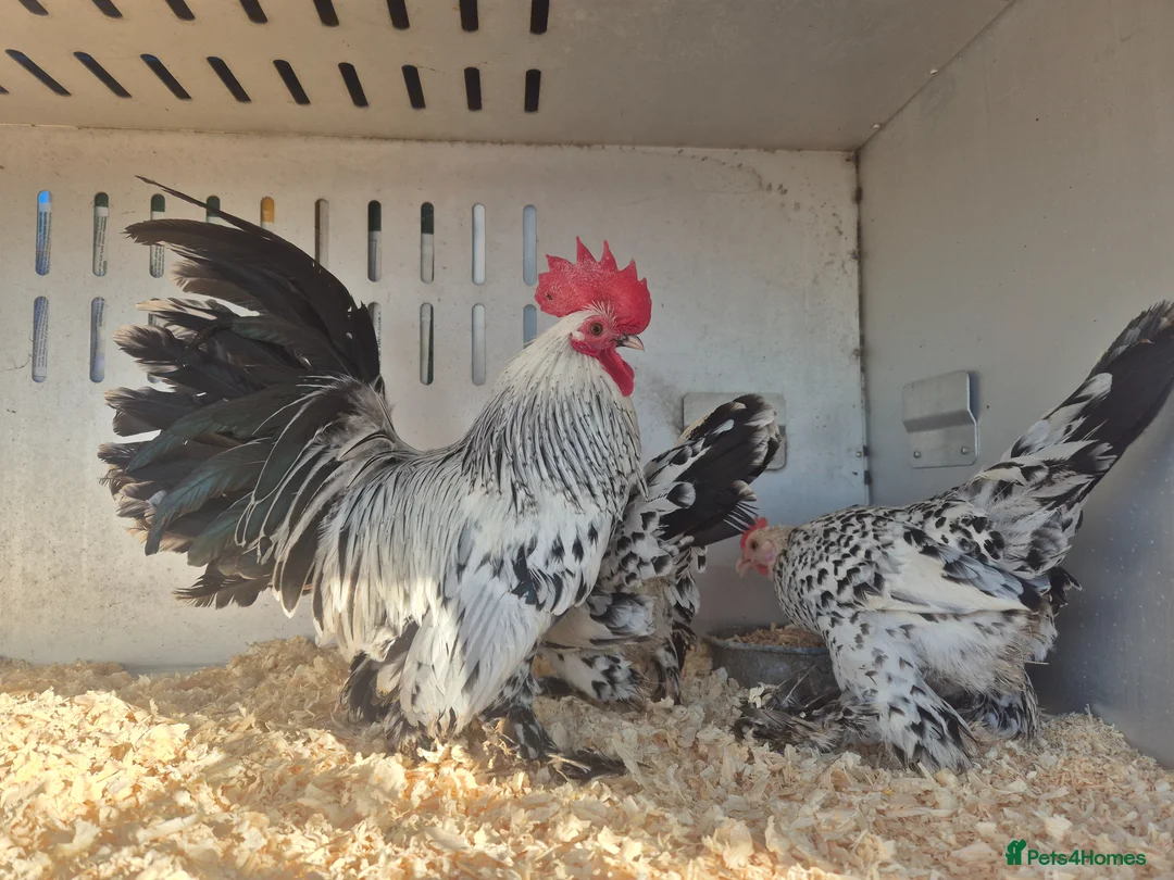 Chickens poultry for sale: 💙 EXHIBITION STOCK- SABLEPPOT HATCHING EGGS🥚 - Advert 1
