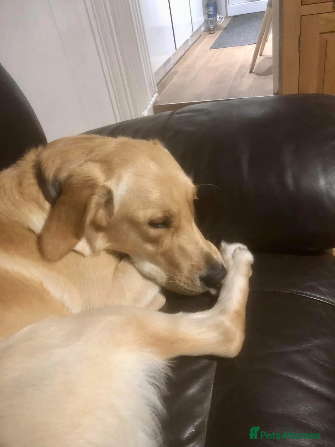 Goldador dogs for sale: Lab cross retriever. 3.5 years old. Gt family Dog. - Advert 4