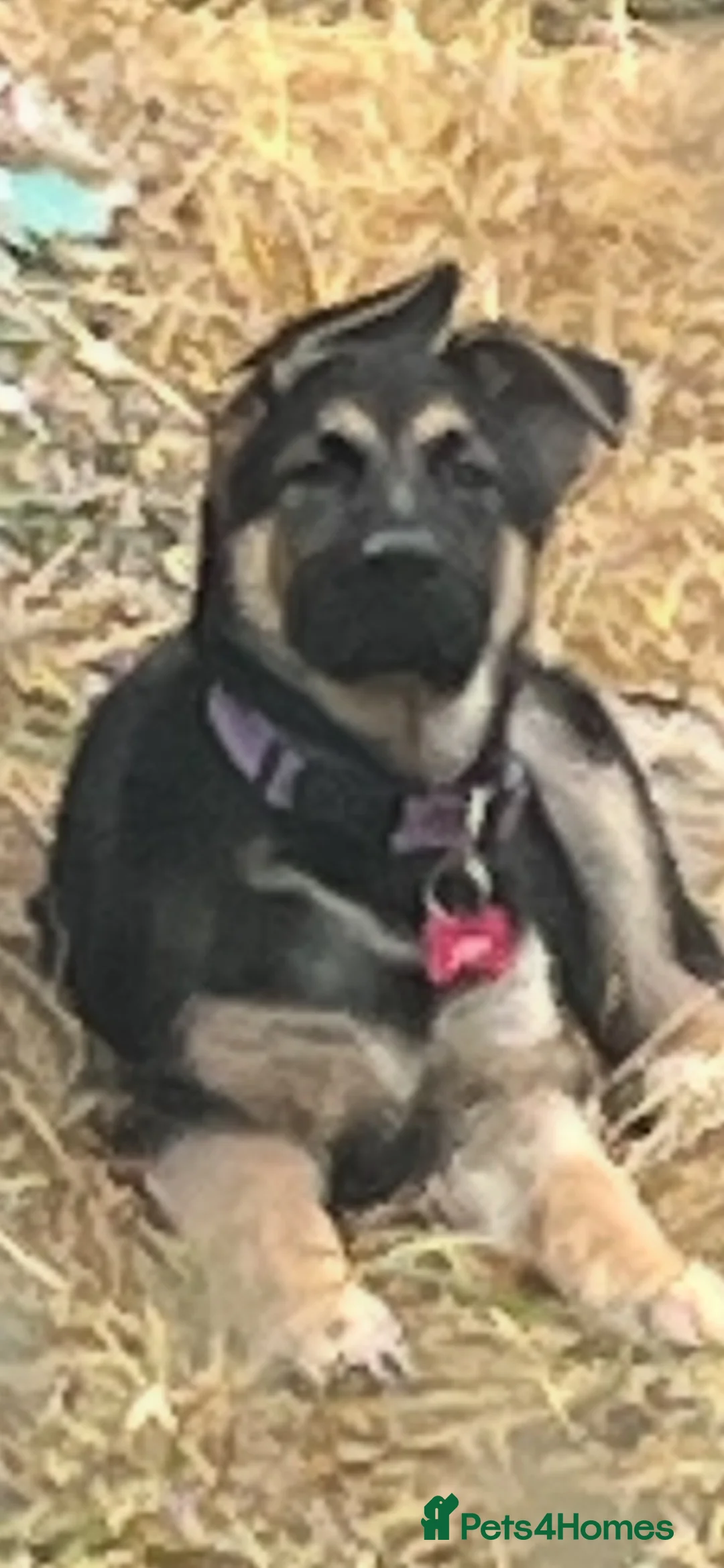 German Shepherd dogs for sale: Gentle young lady in Crook - Advert 2