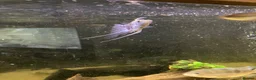 Plecos fish for sale: Aqua one 230litre tank and stand in Nuneaton - Advert 6