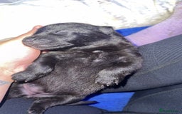 German Shepherd dogs for sale: German shepherd puppies  - Image 11