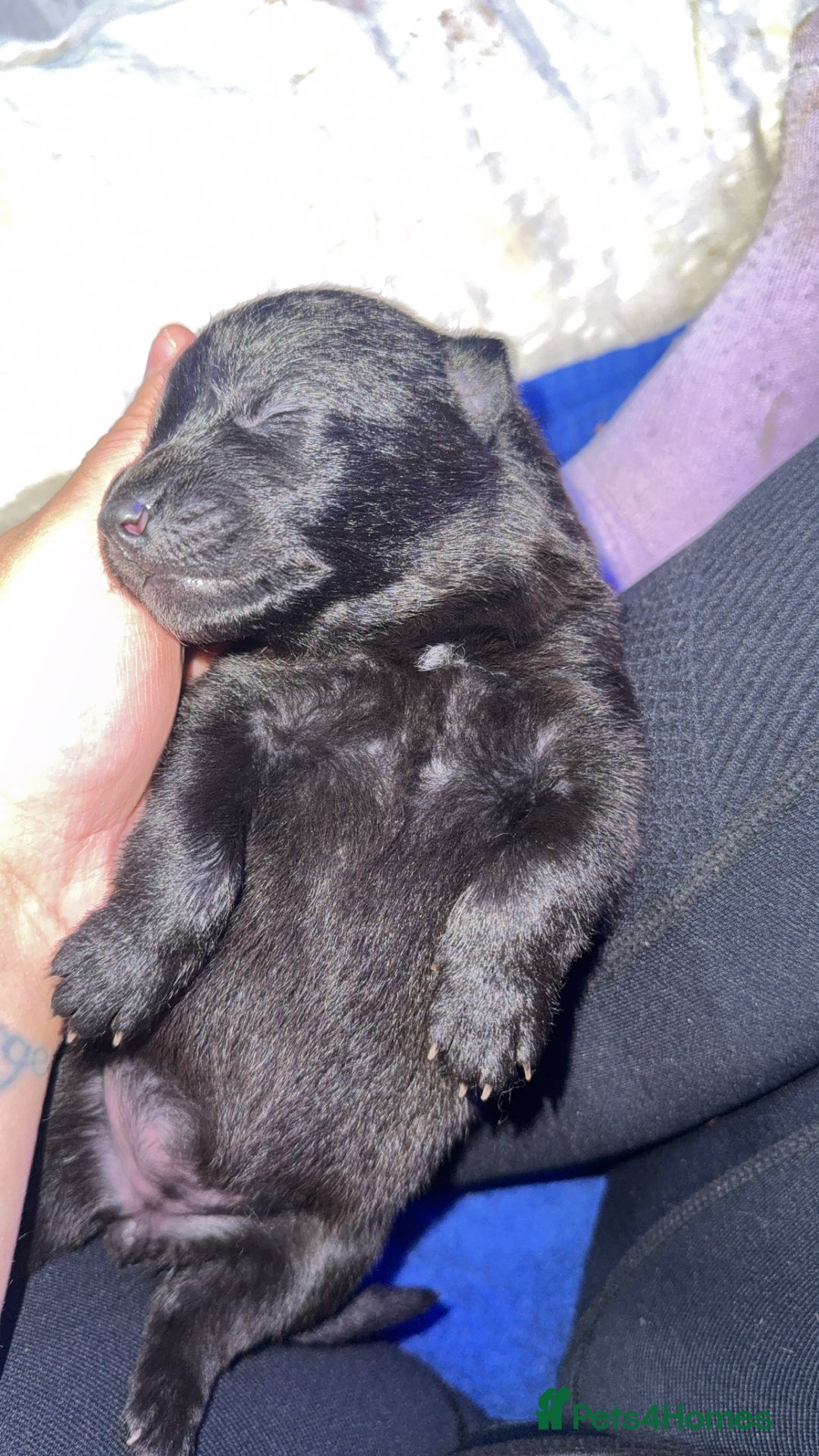German Shepherd dogs for sale: German shepherd puppies  - Image 11