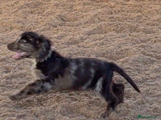 Cocker Spaniel dogs Stunning Cocker Girl - Advert 6